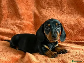 Miniature Dachshund dogs READY NOW Mini dachshunds - Advert 8
