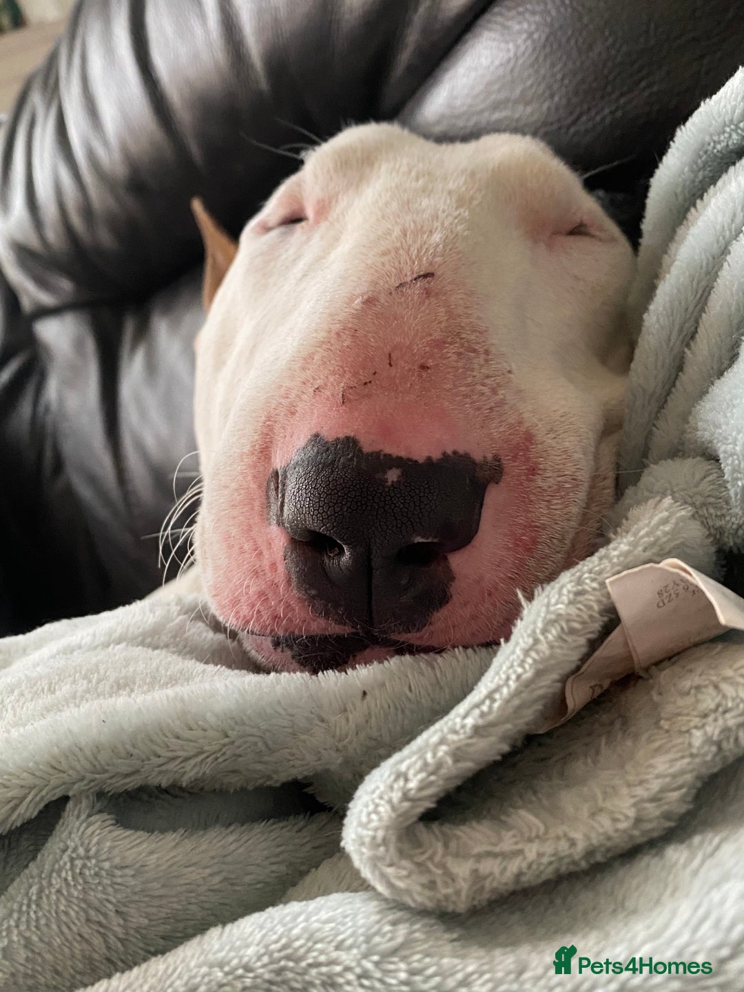 English Bull Terrier dogs for stud: English bull terrier for stud  - Advert 8