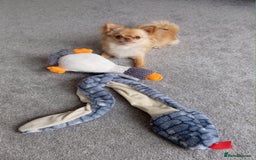 Chihuahua dogs for sale: Stunning Russian lines, Long haired Chihuahuas  - Image 22
