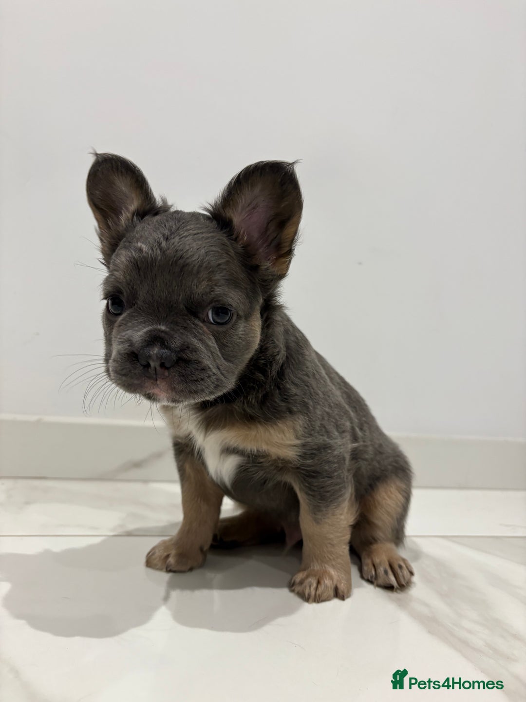 French Bulldog dogs for sale: 4 Fluffy French Bulldogs FOR SALE  - Image 3