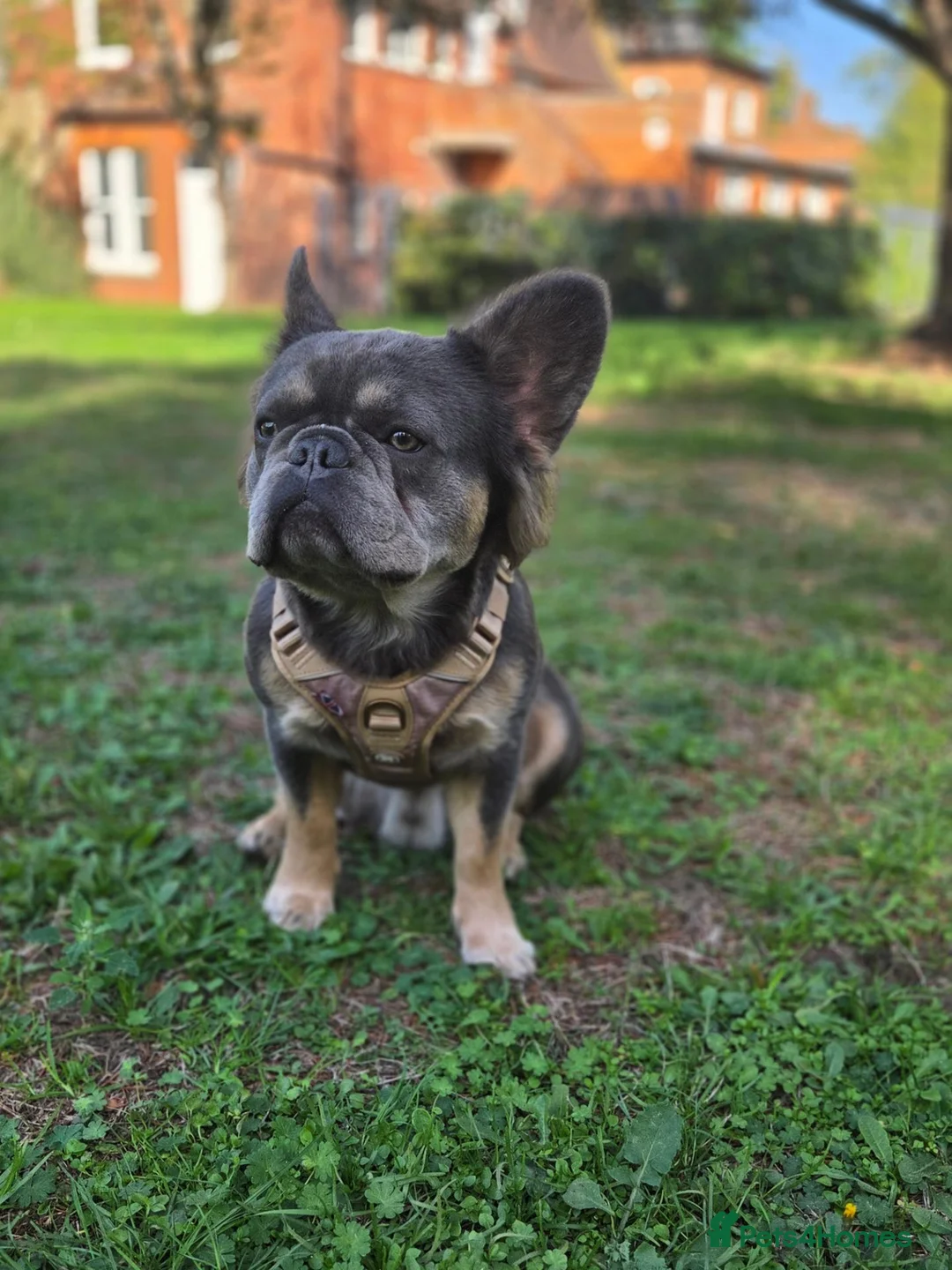 French Bulldog dogs for stud: Fluffy Lilac & Tan Frenchie Available for Stud - Advert 1