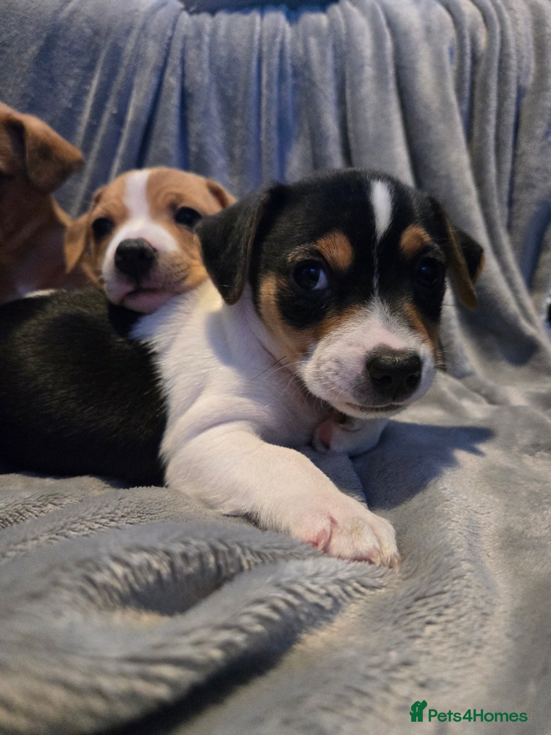 Jack Russell dogs for sale: Jack Russell puppies  - Advert 26