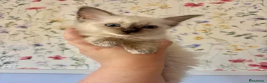 Ragdoll 1