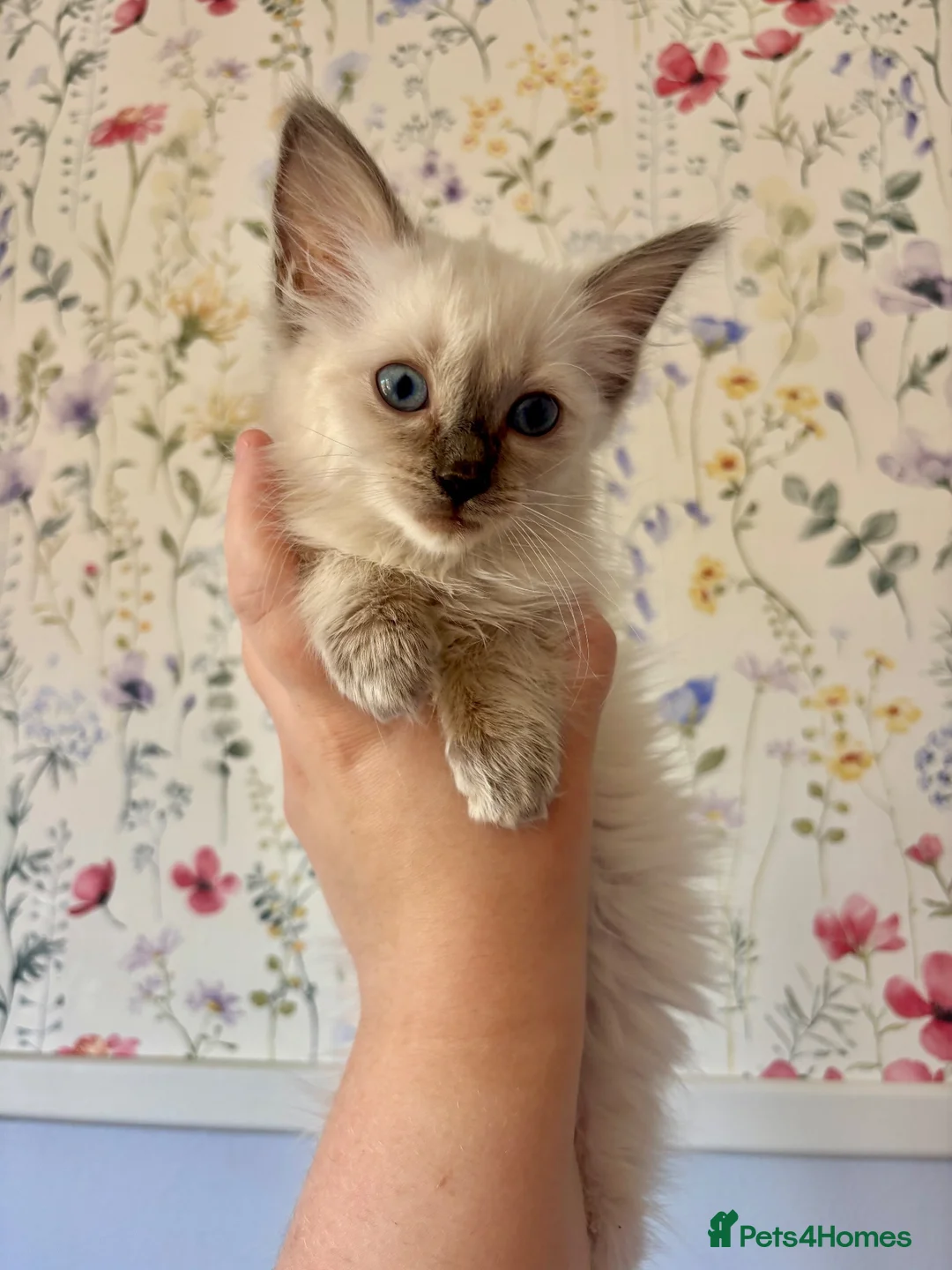 Ragdoll cats for sale: Last two GCCF registered ragdolls ready now  - Advert 10