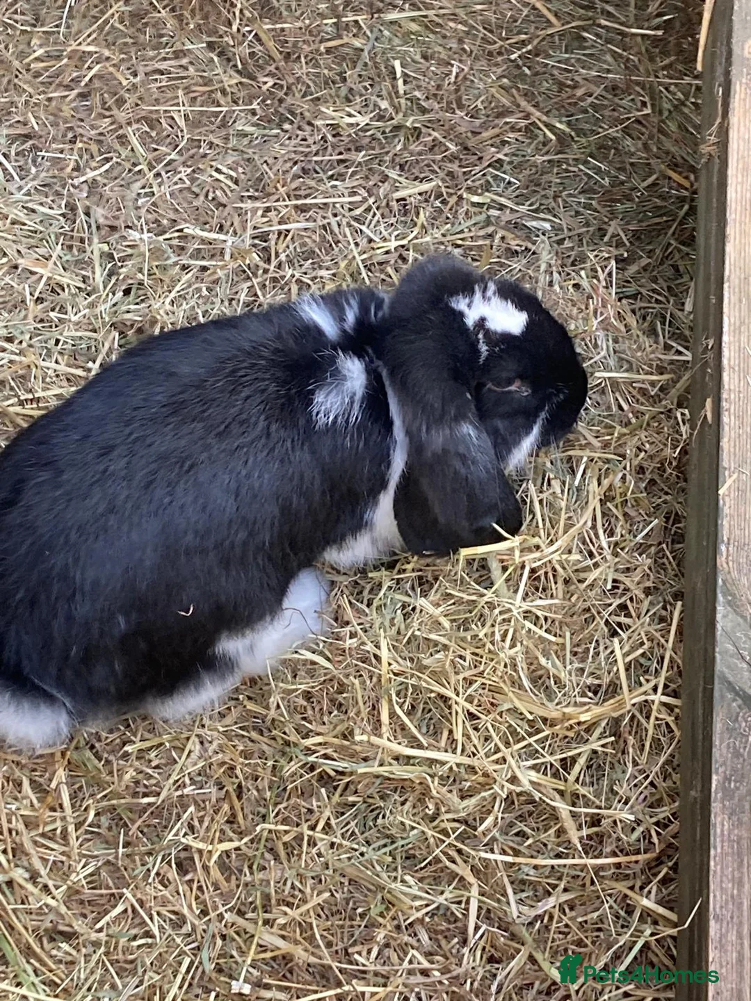 French Lop rabbits for sale: Female French Lop for rehoming - Advert 1