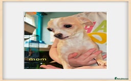 Chihuahua dogs for sale: Apple head chihuahua puppys - Image 11