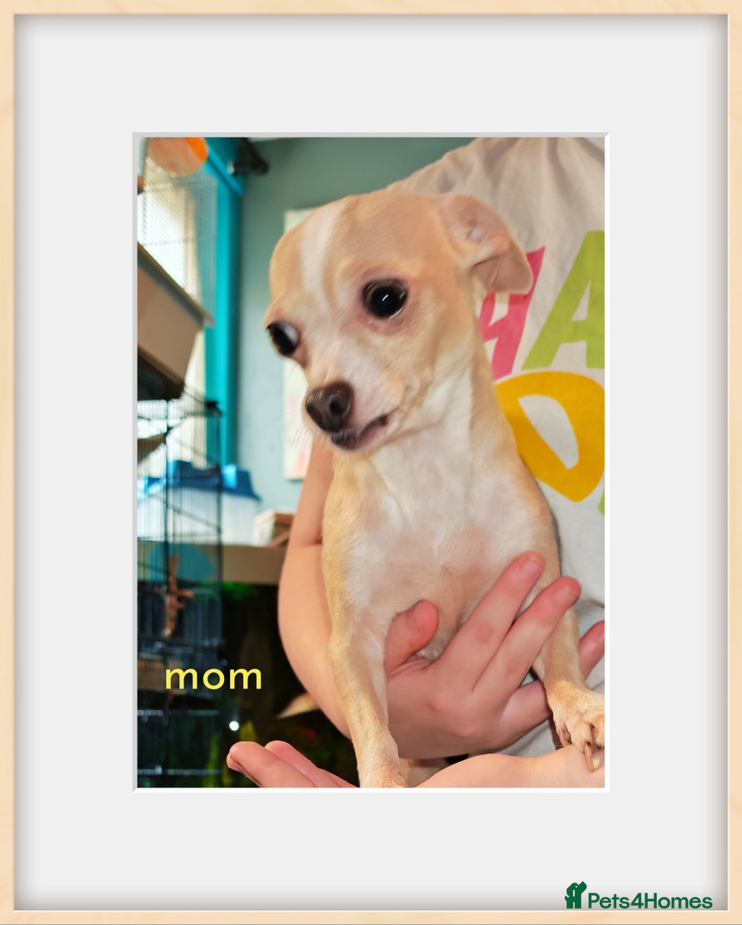 Chihuahua dogs for sale: Apple head chihuahua puppys - Image 11