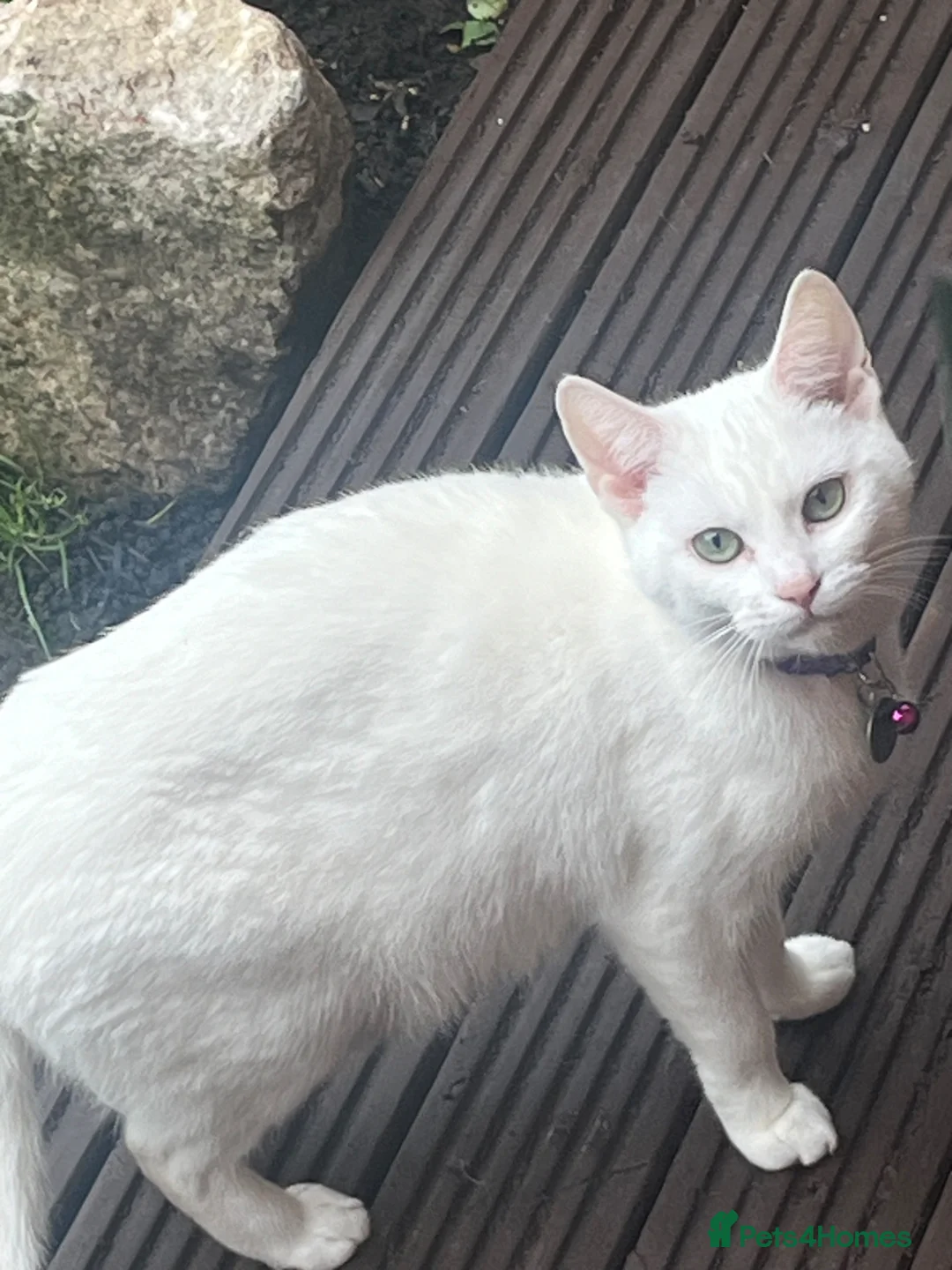 British Shorthair cats for sale: Beautiful Girl Kittens in Carshalton - Advert 2
