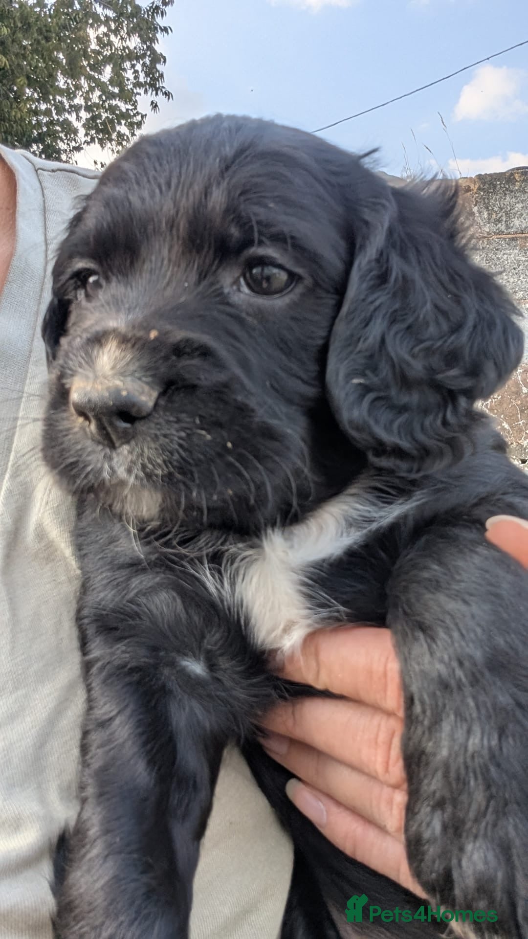 Cocker Spaniel dogs 🤩Cocker spaniels🤩 ready 13/09/26 - Advert 2