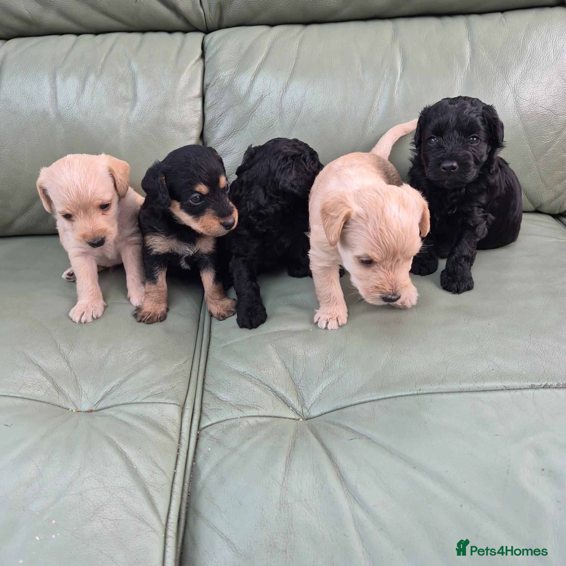 Jackapoo dogs Gorgeous Jackapoo Puppies - Advert 1