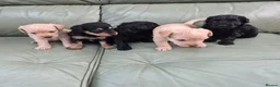 Jackapoo dogs for sale: Gorgeous Jackapoo Puppies in Boston - Advert 1