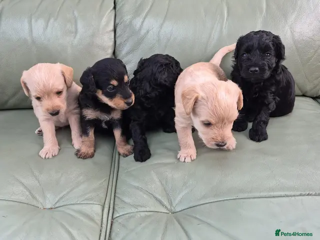 Jackapoo dogs RESERVED - Advert 1