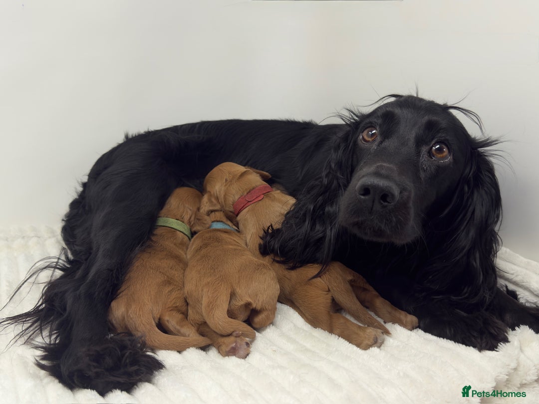 Cocker Spaniel dogs for sale: Beautiful KC Registered Cocker Puppies for Sale - Image 7