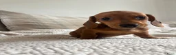 Miniature Dachshund dogs for sale: BEAUTIFUL PRA CLEAR & KC REG MINI DACHSHUNDS - Advert 26
