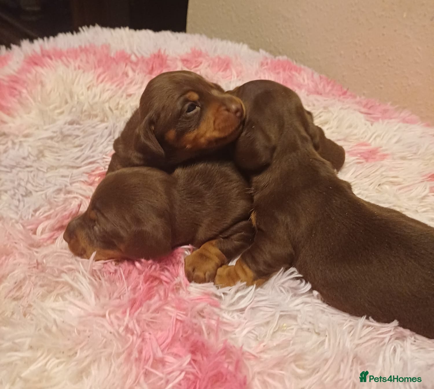 Miniature Dachshund dogs Beautiful chocolate & tan miniature dachshunds - Advert 2