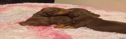 Miniature Dachshund dogs for sale: Beautiful chocolate & tan miniature dachshunds - Advert 1