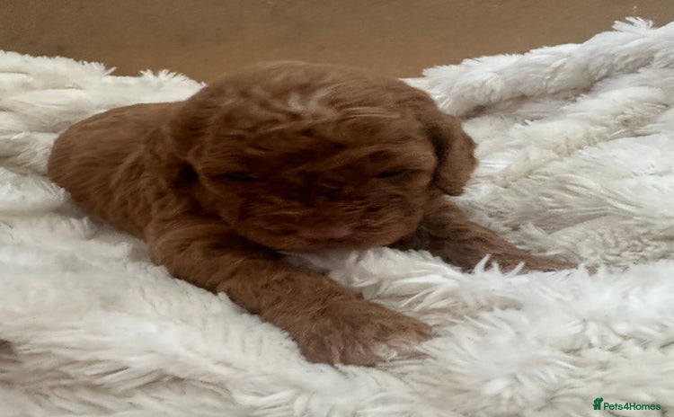 Cavapoochon dogs - Advert 1