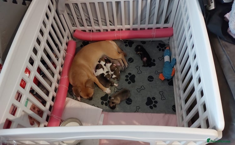 Mixed Breed dogs - Advert 5