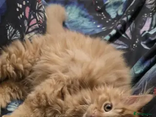 Mixed Breed cats Mixed breed Norvergian and ragdoll in Wellingborough - Advert 5