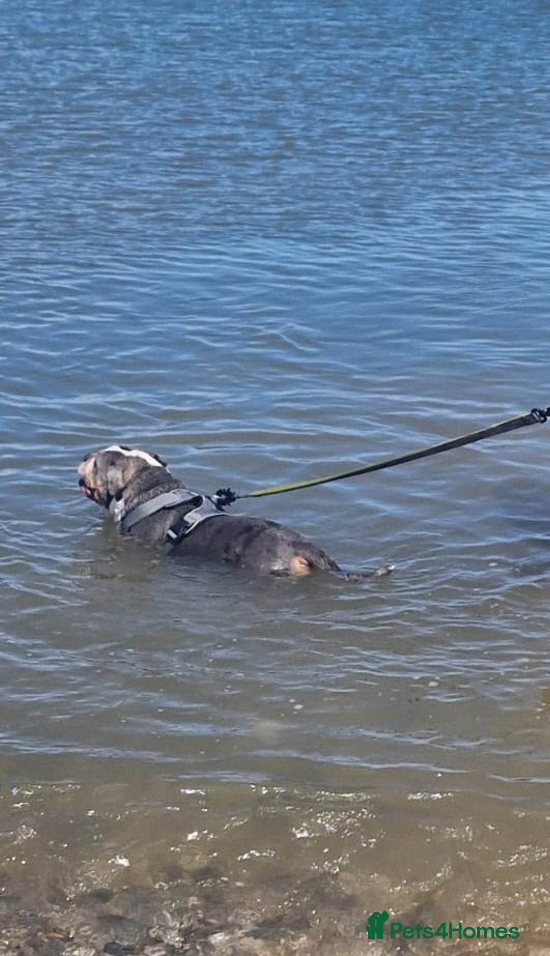 Olde English Bulldogge dogs for sale: old english bulldogg - Advert 5