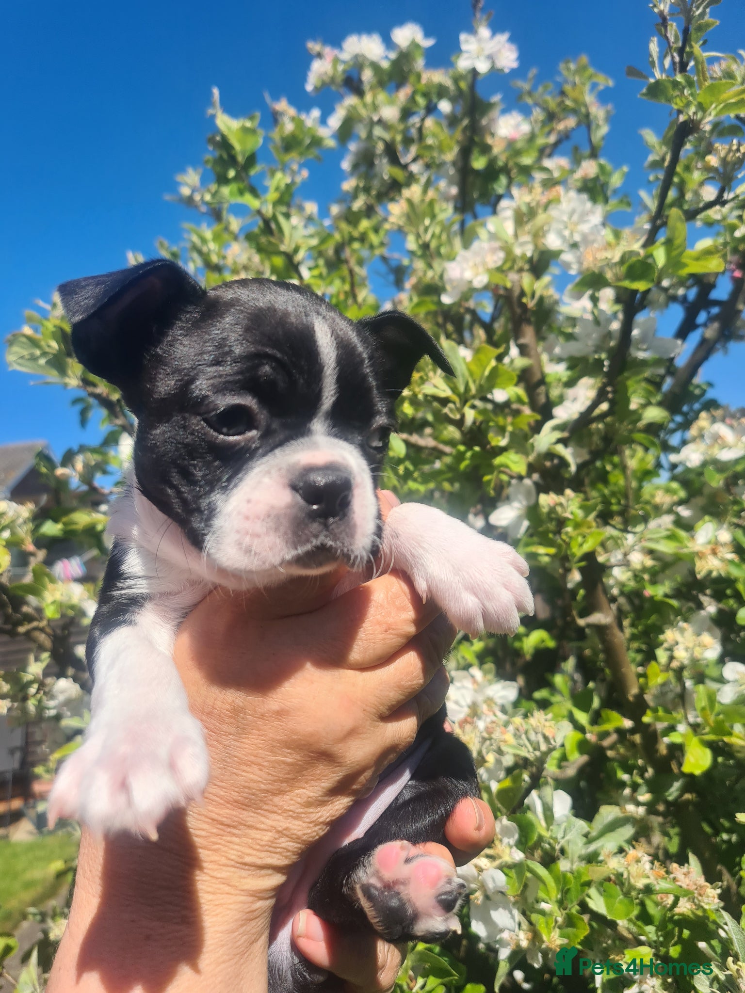 Boston Terrier dogs Boston terrier puppies  - Advert 1
