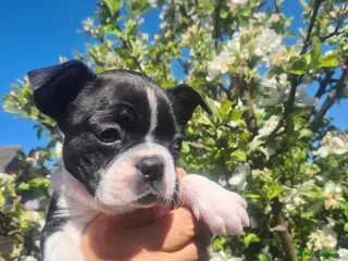 Boston Terrier dogs Boston terrier puppies - Advert 15