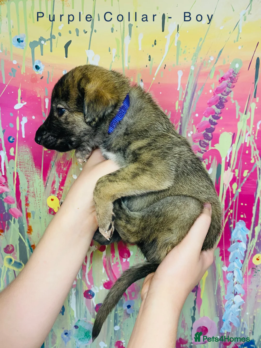 Lurcher dogs for sale: 6 Stunning Lurcher Pups Available 23rd March - Advert 19