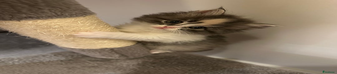 Mixed Breed Kitten 4