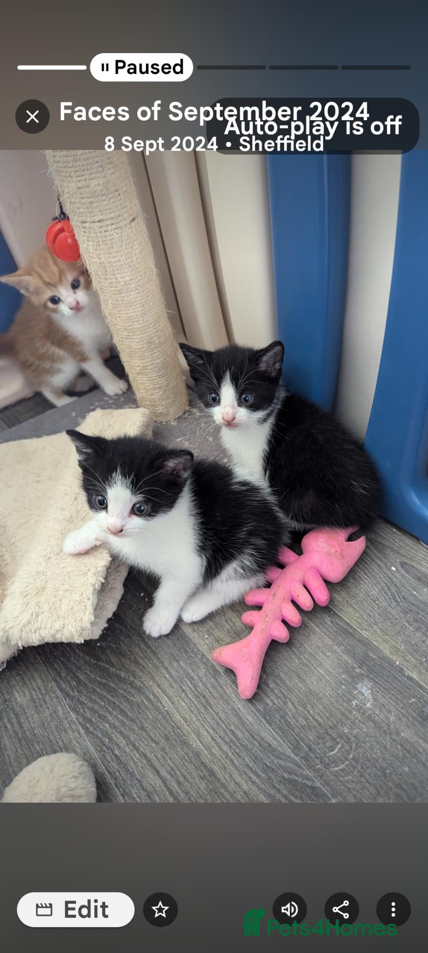 Mixed Breed cats 2 Girls ready now! - Advert 1