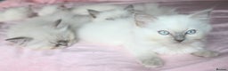 Ragdoll cats for sale: GCCF registered Ragdolls  - Advert 7