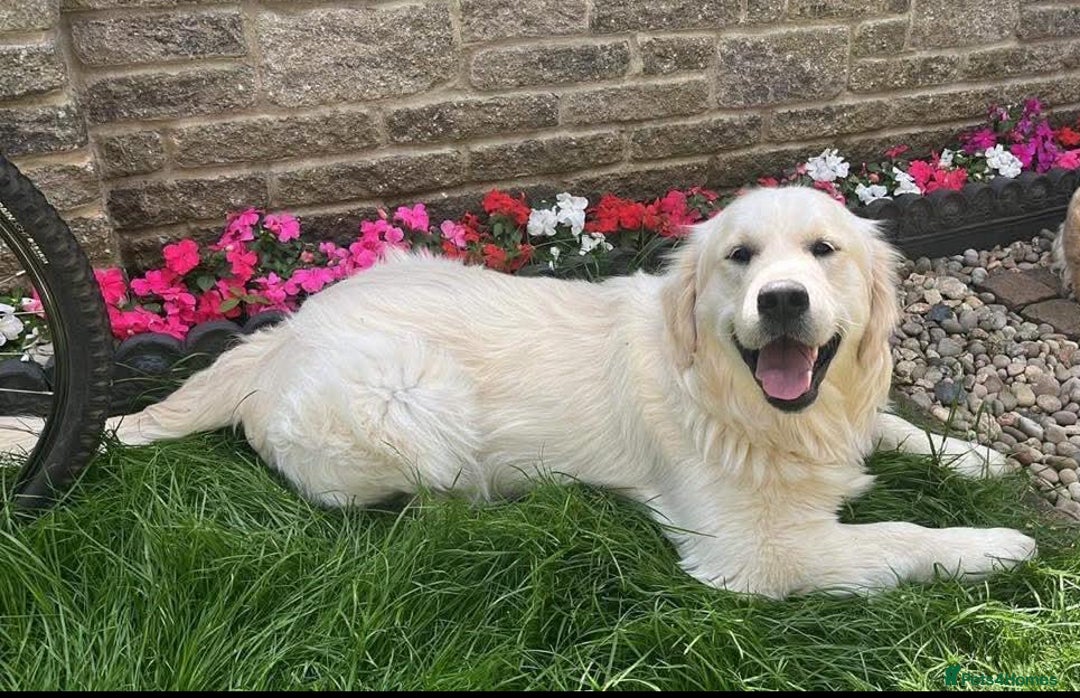 Golden Retriever dogs for stud: Handsome KC REGISTERED Golden Retriever  in Melton Mowbray - Image 5