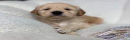 Goldendoodle dogs for sale: 🌟Goldendoodle & Australian Labradoodle Puppies 🌟 - Advert 21