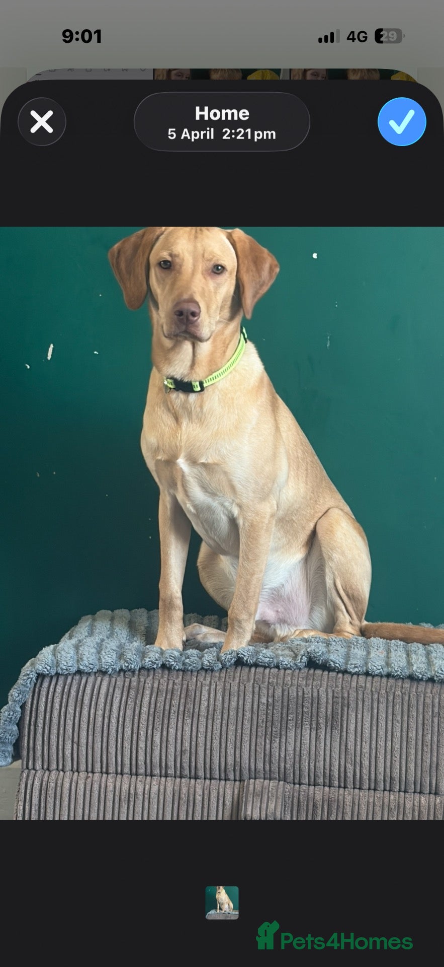 Labrador Retriever dogs Male Labrador (echo)  - Advert 1