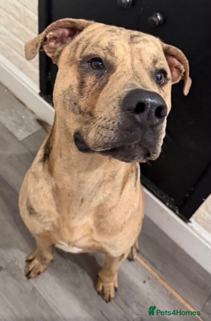 Mixed Breed dogs 🐾 Meet Symba – Looking for His Forever Home 🐾 - Advert 4
