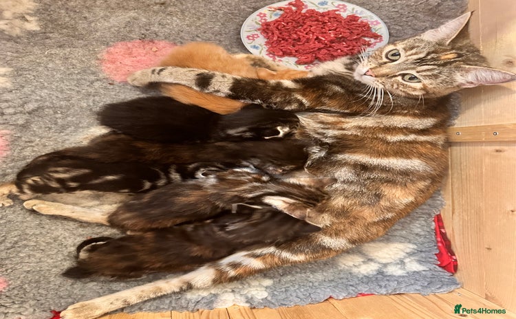 Mixed Breed cats Amiable mixed tabby kittens - Advert 2