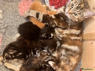 Mixed Breed cats Amiable mixed tabby kittens - Advert 1