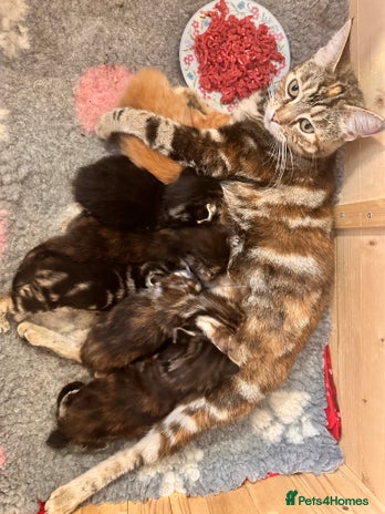 Mixed Breed cats Amiable mixed tabby kittens - Advert 2