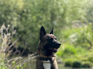 Belgian Shepherd Dog dogs Chase - Advert 1