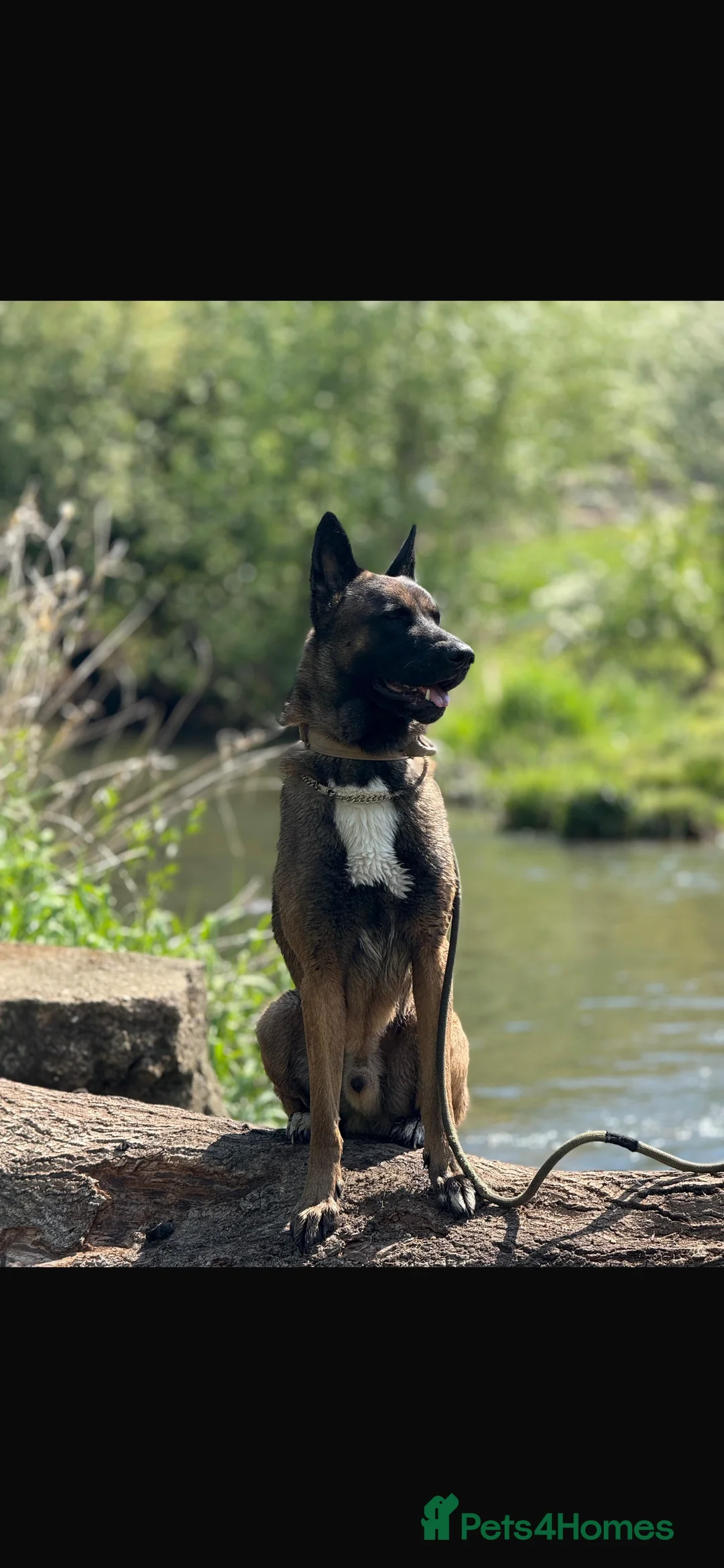 Belgian Shepherd Dog dogs for sale: Chase  - Advert 1