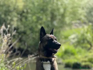 Belgian Shepherd Dog dogs Chase - Advert 19