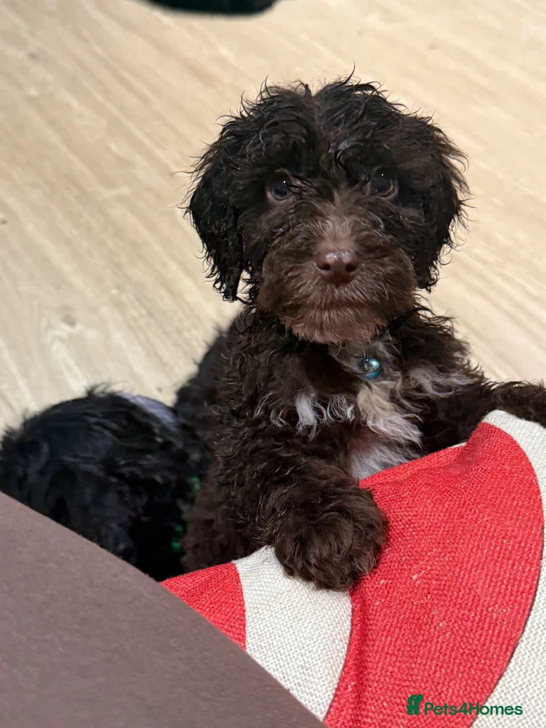 Cockapoo dogs for sale: Miniature f1 Cockapoos puppies - Advert 7