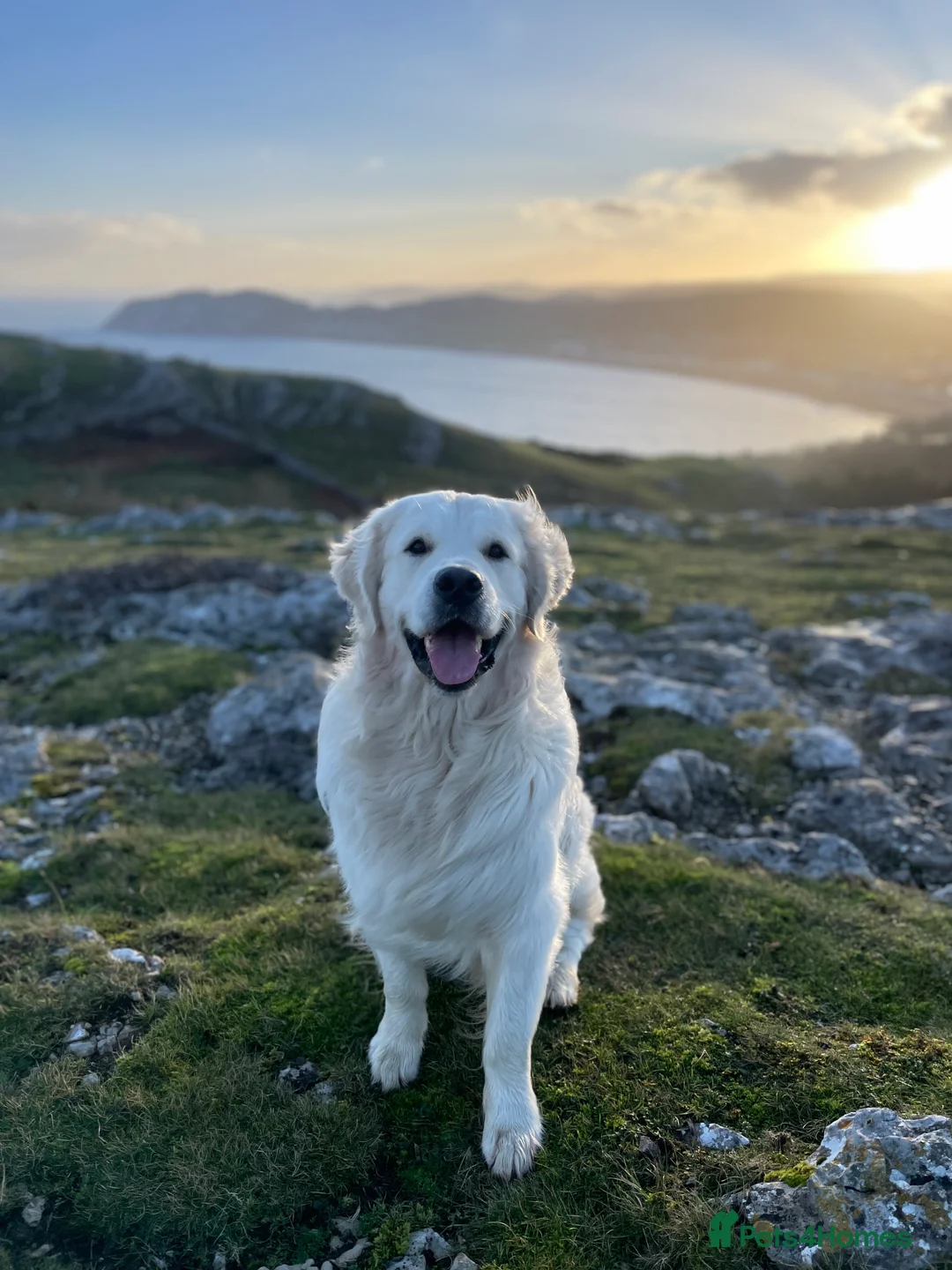 Golden Retriever dogs for stud: Cream Golden Retriever Stud in Beverley - Advert 5