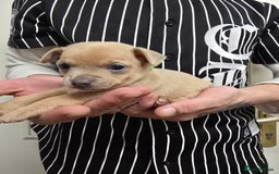 Chihuahua dogs for sale: Chihuahua pedigree pups. Not KC. - Image 14