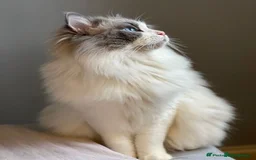 Ragdoll cats for sale: GCCF Champion Line ragdolls kitten  - Advert 12