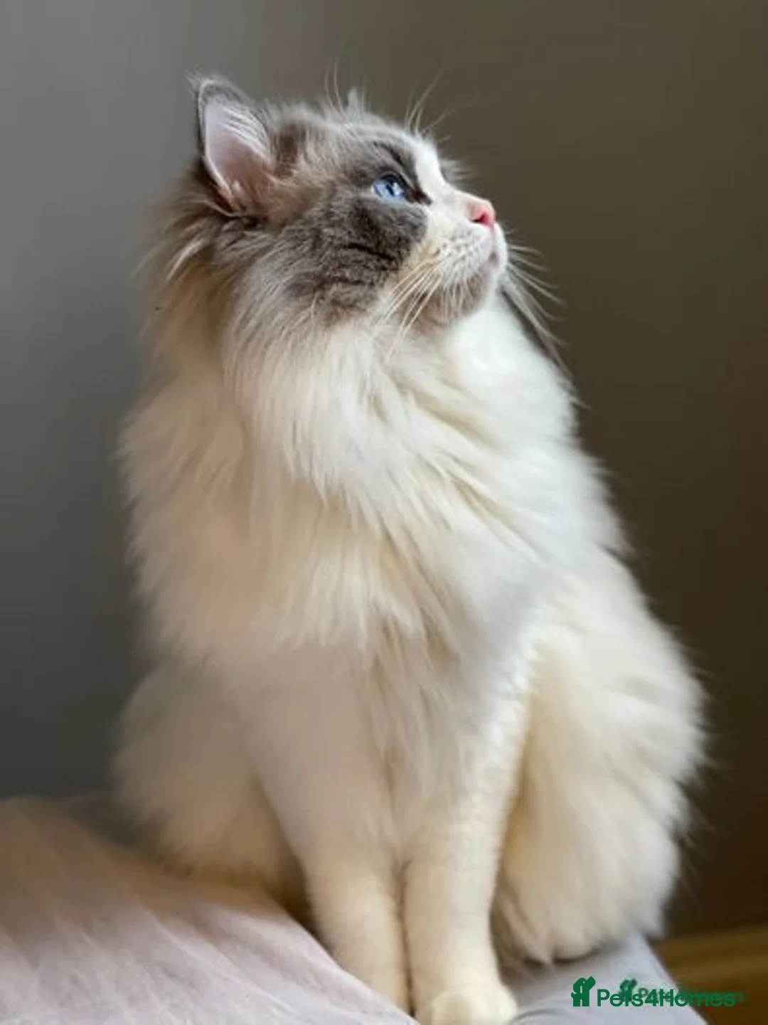 Ragdoll cats for sale: GCCF Champion Line ragdolls kitten  - Advert 12