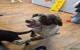 English Springer Spaniel dogs for adoption: DAISEY THE SPRINGER & WINNIE THE LABRADOR X PARSON - Image 10