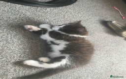 Mixed Breed cats for sale: Kittens mix breed.  - Image 10