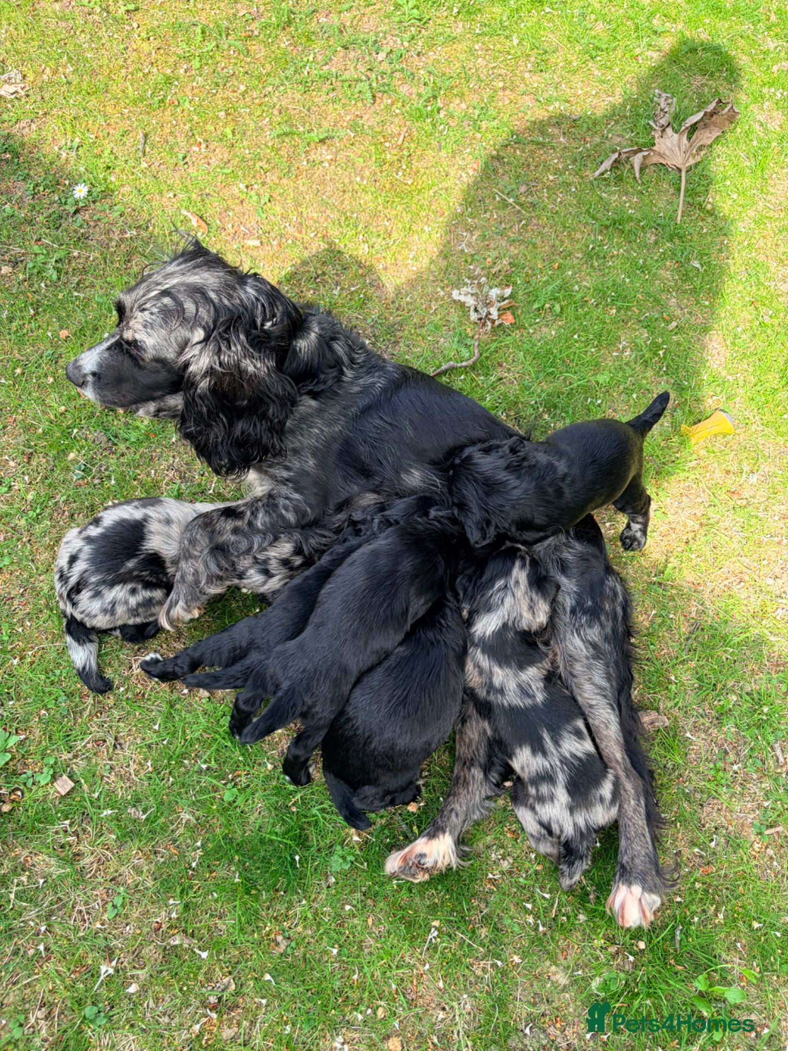 Mixed Breed dogs Working Cocker Spaniel Puppies  - Advert 16