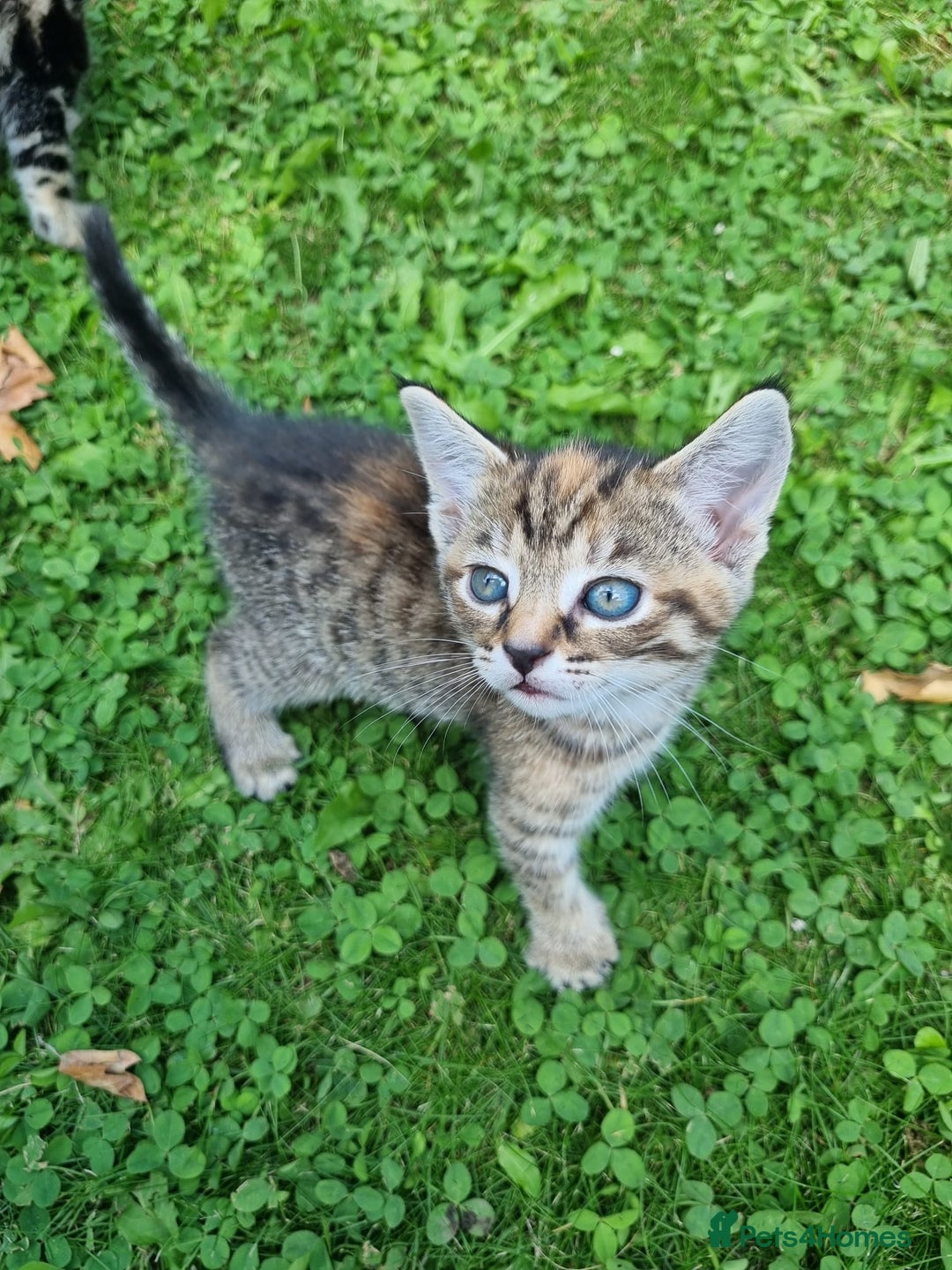 Mixed Breed cats for sale: Beautiful kittens for sale  - Image 10