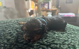 Cavapoo dogs for sale: Beautiful healthy Cavapoo’s d.o.b 22/08/25 - Image 5